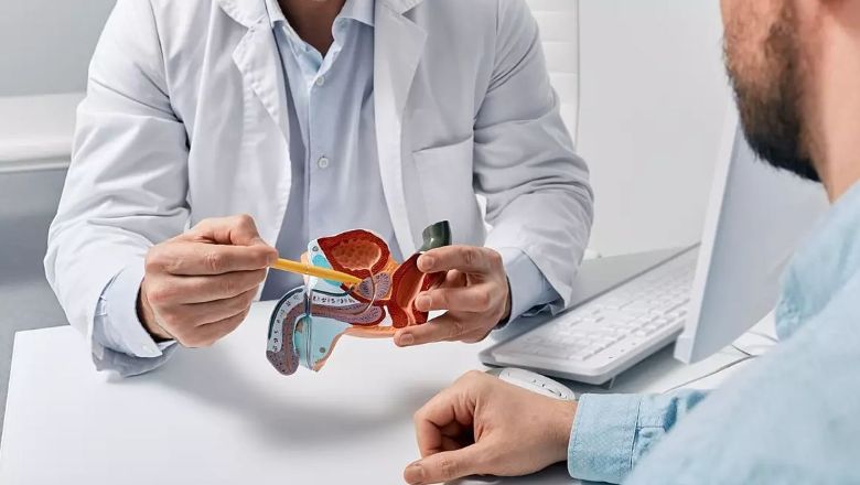Lekarz pokazuje pacjentowi umiejscowienie prostaty na modelu męskich narządów rozrodczych